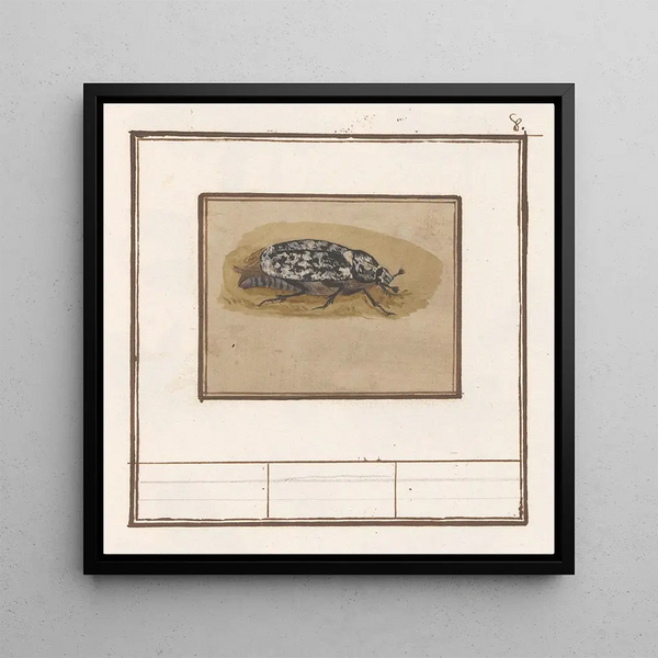 Julikever Polyphylla fullo - Anselmus Botius de Boodt — framed artwork on a wall