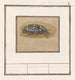Julikever Polyphylla fullo - Anselmus Botius de Boodt — artwork view