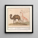 Kameel Camelus ferus bactrianus en girafe Giraffa - Anselmus Botius de Boodt — framed artwork on a wall