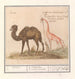 Kameel Camelus ferus bactrianus en girafe Giraffa - Anselmus Botius de Boodt — artwork view