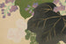 Chrysanthemum and Paulownia Kikukiri - Kamisaka Sekka — artwork view