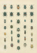 Les coléoptères d'Europe Pl06 - Karl Neunzig — artwork view