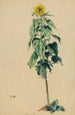 Sunflower Painting - Karl Wiener — artwork view