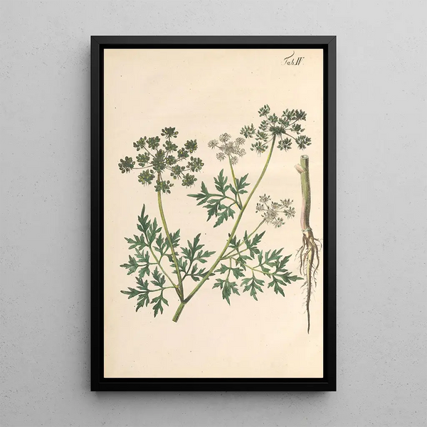 Illustration and description popular of forty-eight toxic plants Pl04 - Karl Wilhelm Juch — framed artwork on a wall