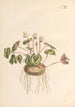 Illustration and popular description of forty-eight toxic plants Pl11 - Karl Wilhelm Juch — artwork view