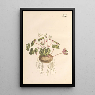 Illustration and popular description of forty-eight toxic plants Pl11 - Karl Wilhelm Juch — framed artwork on a wall