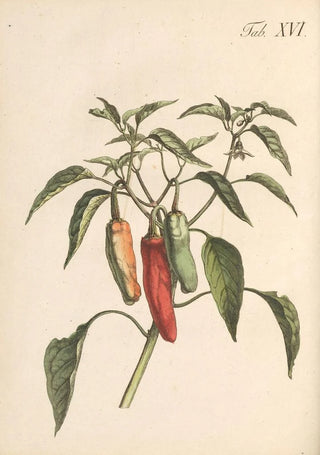 Illustration et description populaire de quarante-huit plantes toxiques Pl16 - Karl Wilhelm Juch — artwork view