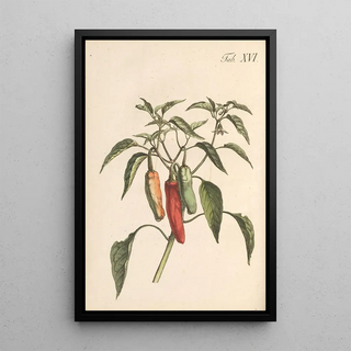 Illustration et description populaire de quarante-huit plantes toxiques Pl16 - Karl Wilhelm Juch — framed artwork on a wall