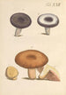 Illustration et description populaire de quarante-huit plantes toxiques Pl22 - Karl Wilhelm Juch — artwork view