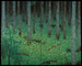 Forest of Mori - Katayama Bokuyō — artwork view
