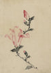 Large pink flower painting on a stem with three additional buds - Katsushika Hokusai — artwork view
