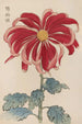Keika hyakugiku Pl01 - Keika Hasegawa — artwork view
