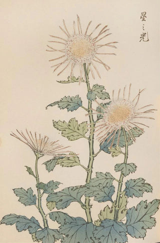 Keika hyakugiku Pl04 - Keika Hasegawa — artwork view