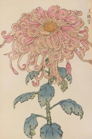 Keika hyakugiku Pl06 - Keika Hasegawa — artwork view