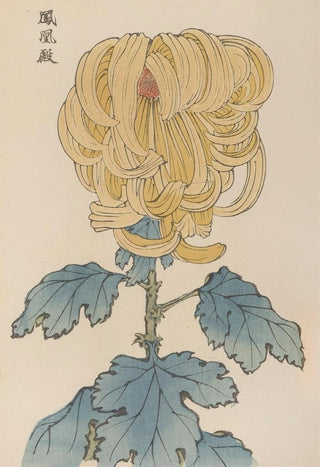 Keika hyakugiku Pl07 - Keika Hasegawa — artwork view