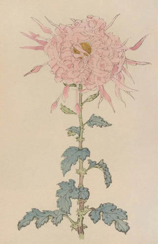 Keika hyakugiku Pl09 - Keika Hasegawa — artwork view