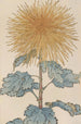Keika hyakugiku Pl10 - Keika Hasegawa — artwork view