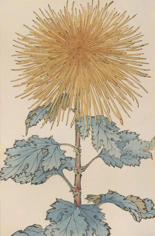 Keika hyakugiku Pl10 - Keika Hasegawa — artwork view