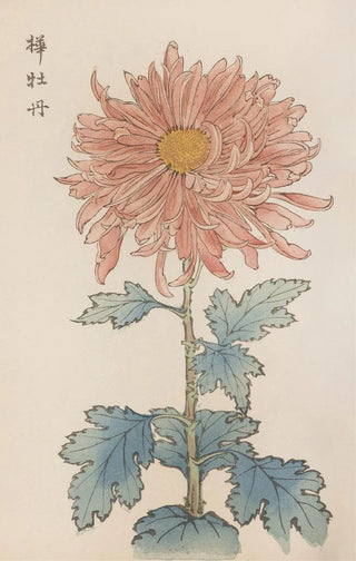 Keika hyakugiku Pl15 - Keika Hasegawa — artwork view