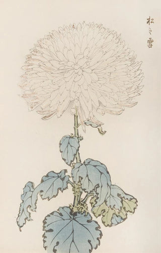 Keika hyakugiku Pl19 - Keika Hasegawa — artwork view