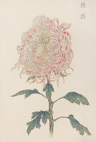 Keika hyakugiku Pl22 - Keika Hasegawa — artwork view