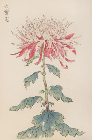 Keika hyakugiku Pl28 - Keika Hasegawa — artwork view