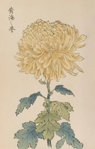 Keika hyakugiku Pl33 - Keika Hasegawa — artwork view