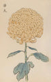 Keika hyakugiku Pl35 - Keika Hasegawa — artwork view