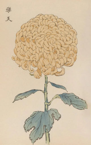 Keika hyakugiku Pl35 - Keika Hasegawa — artwork view