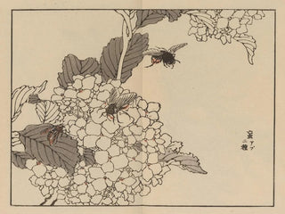 Bairei gafu, plate 59 - Kono Bairei — artwork view
