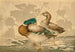 Canards et lotus fanés - Kobayashi Kiyochika — artwork view