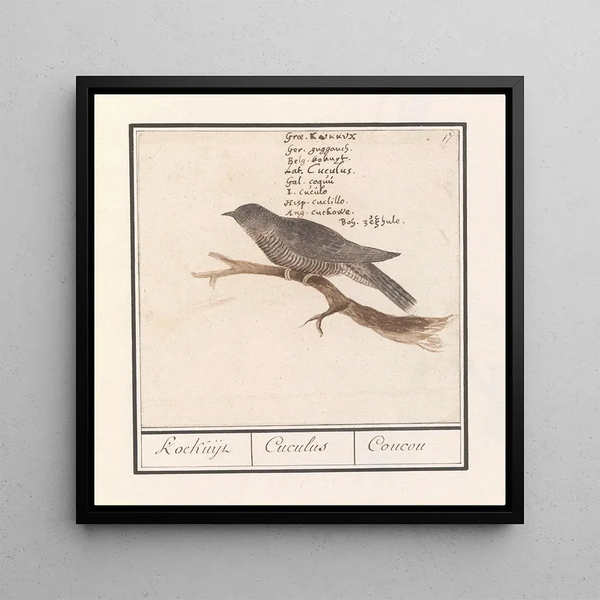 Koekoek Cuculus canorus Koekuijl Cuculus Coucou - Anselmus Botius de Boodt — framed artwork on a wall