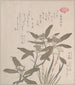 Daphné odora et Mojisuriso - Kubo Shunman — artwork view