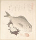 Fish Tai and Top Shells - Kubo Shunman — artwork view