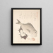 Fish Tai and Top Shells - Kubo Shunman — framed artwork on a wall