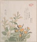 Le souci commun et les fleurs de Rajoman - Kubo Shunman — artwork view