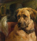 La tête d'un mastin - Edwin Douglas — artwork view