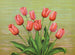 Tulip red - Lafayette F. Cargill — artwork view