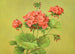 Géranium Scarlet Painting - Lafayette F. Cargill — artwork view