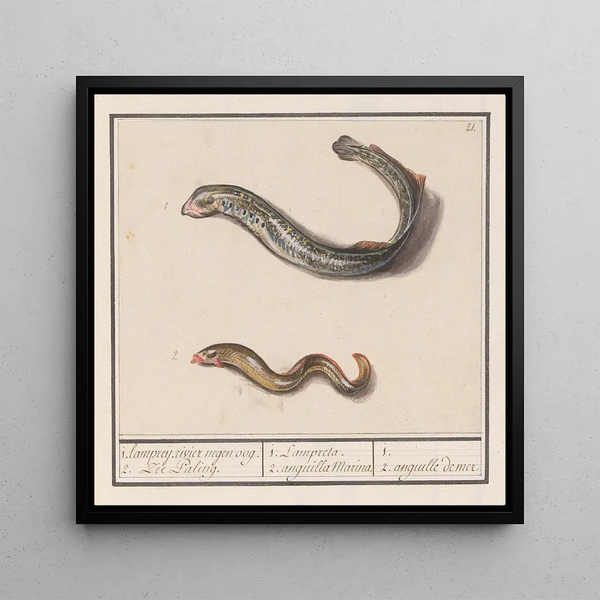 Lampetra fluviatilis and Congridae, 1 river lamprey with nine eyes, 2 sea eels - Anselmus Botius de Boodt — framed artwork on a wall