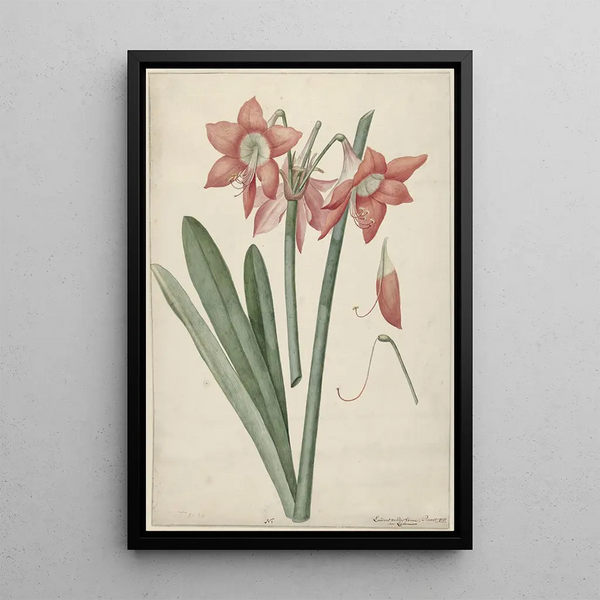 Amaryllis Haworthia Margaritiferas - Laurens Jacobsz van der Vinne — framed artwork on a wall