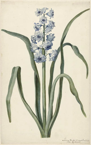 Hyacinth - Laurens Jacobsz van der Vinne — artwork view