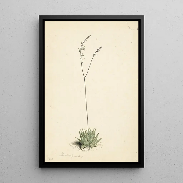 Aloe en fleur - Laurens Vincentsz van der Vinne — framed artwork on a wall