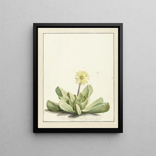 Laurens Vincentsz van der Vinne - Bloeiende Mesembryanthemum.webp