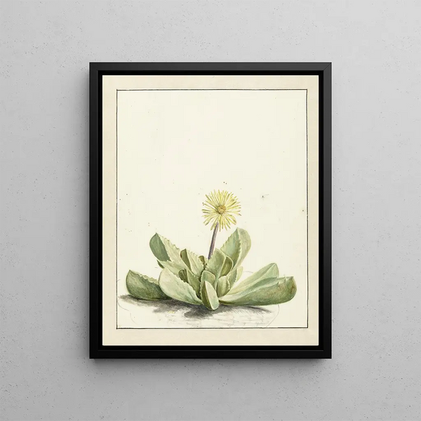 Mésembryanthème à fleurs - Laurens Vincentsz van der Vinne — framed artwork on a wall