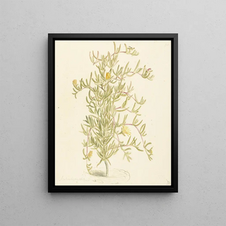 Laurens Vincentsz van der Vinne - Bloeiende Mesembryanthemum uit de familie der Aizoaceae.webp