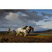 Reproduction of the painting The Plowing - Rosa Bonheur