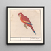 The Lord Red with a Parrot - Anselmus Botius de Boodt — framed artwork on a wall
