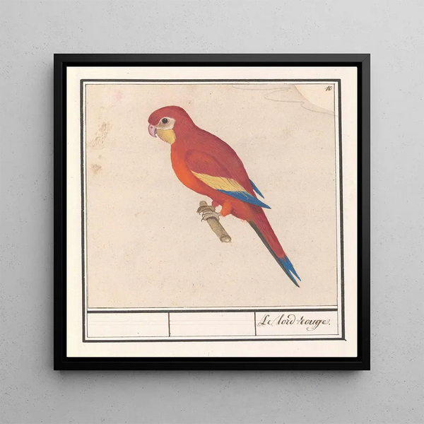 The Lord Red with a Parrot - Anselmus Botius de Boodt — framed artwork on a wall