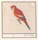 The Lord Red with a Parrot - Anselmus Botius de Boodt — artwork view